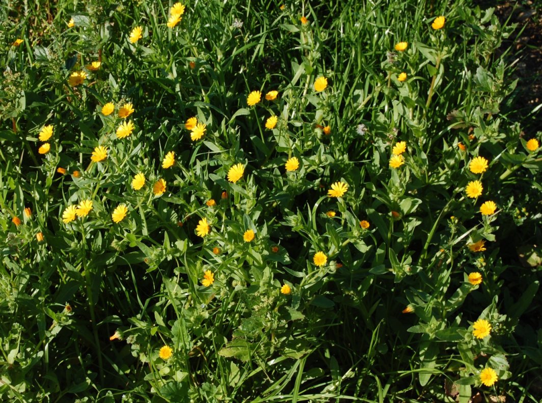 erbe spontanee - Calendula cfr. arvensis